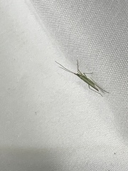 Trigonotylus caelestialium