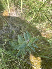Mentha canadensis