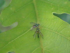 Condylostylus caudatus