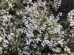 Leucopogon affinis