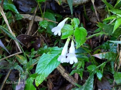 Henckelia anachoreta