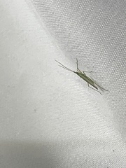 Trigonotylus caelestialium