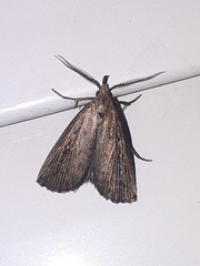 Macrochilo orciferalis