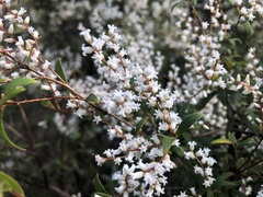 Leucopogon affinis