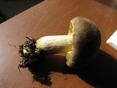 Caloboletus conifericola