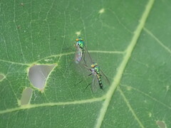 Condylostylus caudatus