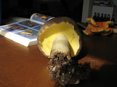 Caloboletus conifericola