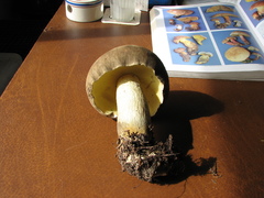 Caloboletus conifericola