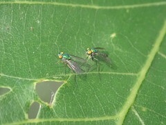 Condylostylus caudatus