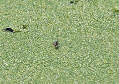 Ellipsoptera marginata