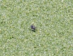 Ellipsoptera marginata