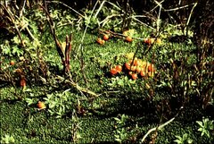 Abrotanella forsteroides