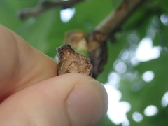 Disholcaspis bassetti