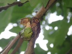 Disholcaspis bassetti