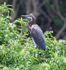 Egretta tricolor