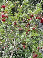 Crataegus laevigata