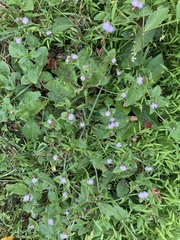 Elephantopus carolinianus