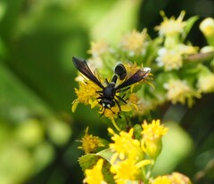 Physocephala tibialis