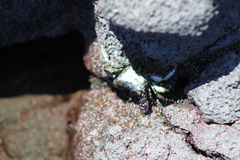 Metopograpsus