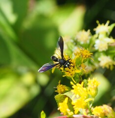 Physocephala tibialis