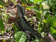 Intellagama lesueurii