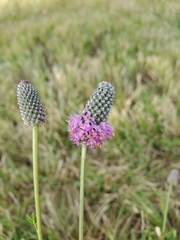 Dalea purpurea