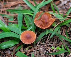 Lactarius rimosellus