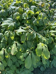 Aesculus parviflora