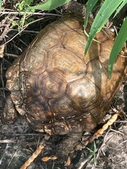 Gopherus berlandieri