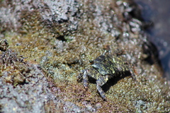 Metopograpsus