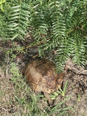 Gopherus berlandieri