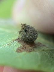 Caryomyia