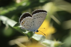 Cupido amyntula