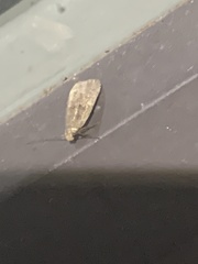 Psilocorsis reflexella