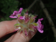 Pelargonium capitatum