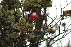 Metrosideros polymorpha