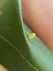 Caryomyia urnula