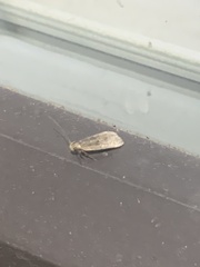 Psilocorsis reflexella