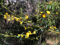 Pultenaea euchila