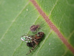 Dictynidae