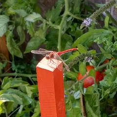 Sympetrum rubicundulum