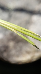Juncus secundus