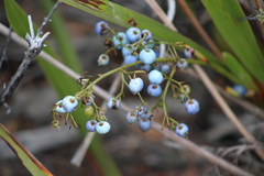 Dianella sandwicensis