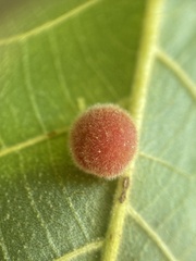 Caryomyia