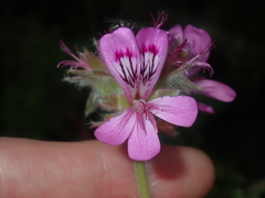 Pelargonium capitatum