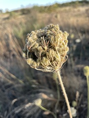 Daucus