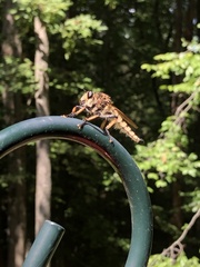 Promachus rufipes