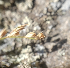 Juncus secundus