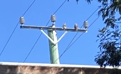 Dacelo novaeguineae novaeguineae