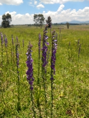 Lobelia fenestralis
